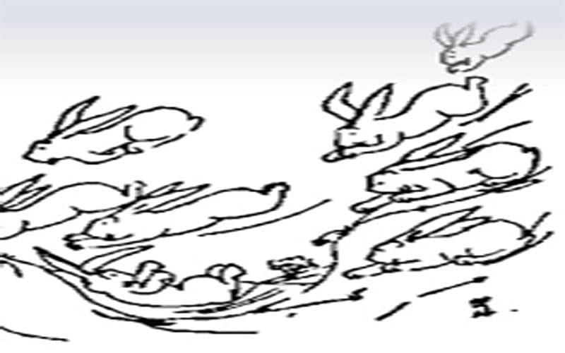 Of wolves, rabbits & humans! - Greater Kashmir