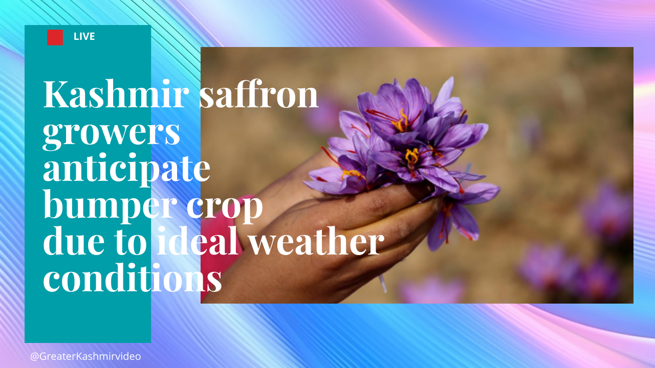 Video Kashmir saffron growers anticipate bumper crop due to ideal