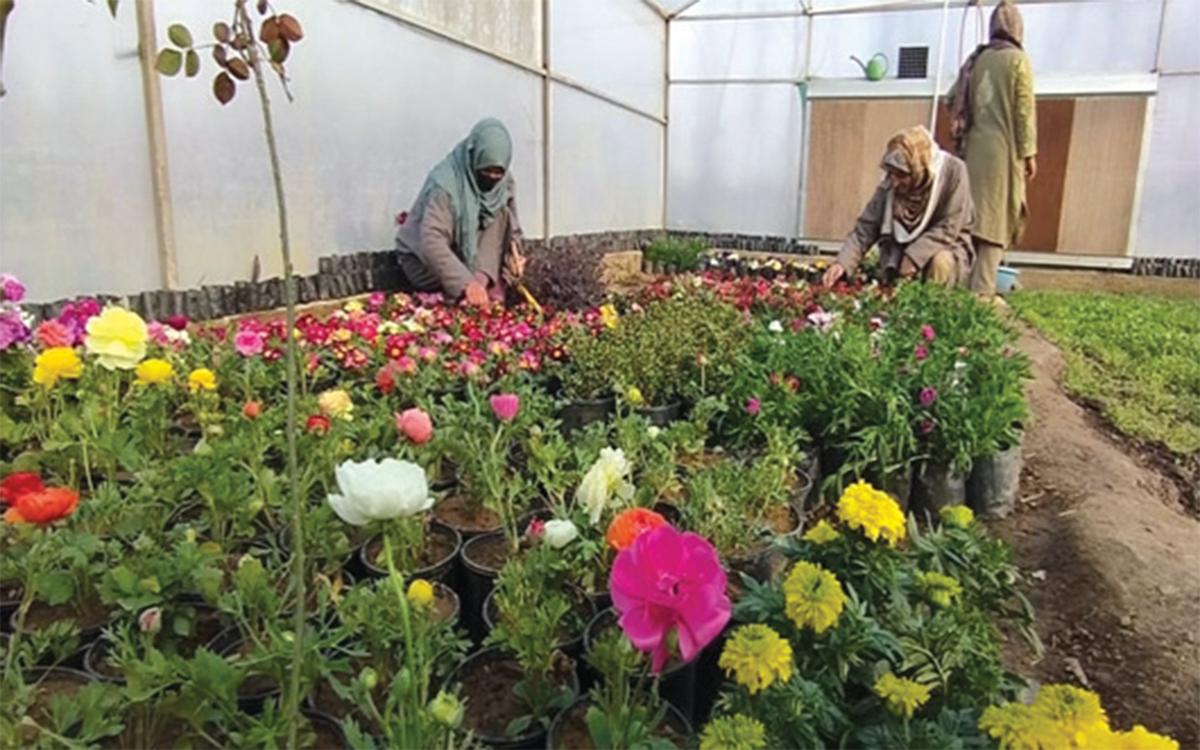 Agriculture as a supply of earnings for NRLM SHGs in Pulwama
