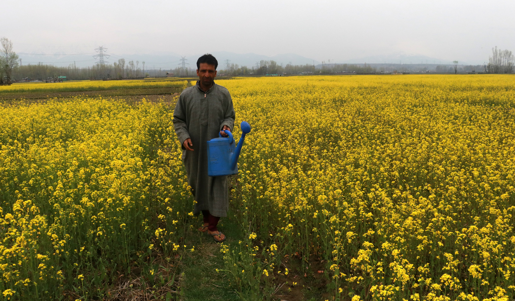 In Pictures: Mustard Blooms Paint Landscapes Yellow In Kashmir; Signal Onset of Spring